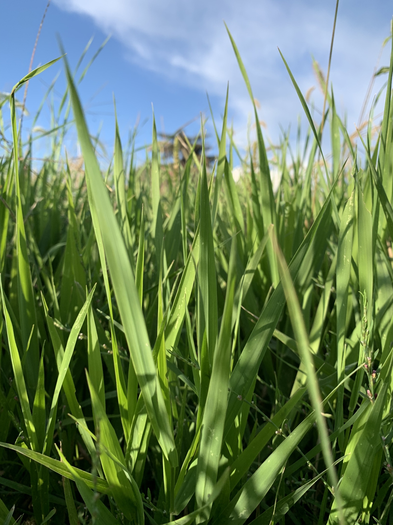 Phalaris arundinacea